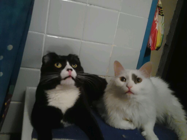 пост для любителей кошек