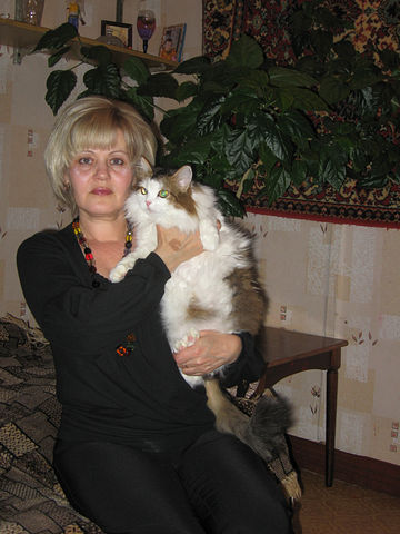 пост для любителей кошек