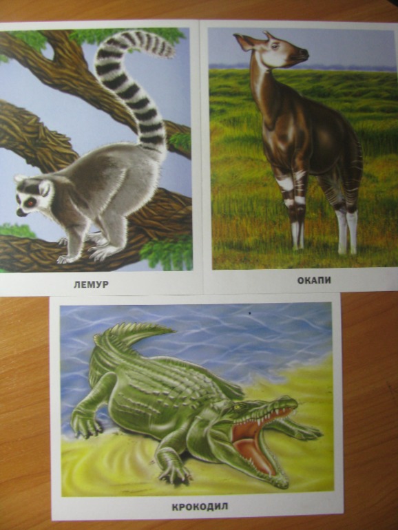 ФМ ТН "Африка". День 4. Путешествие в экваториальные леса.
