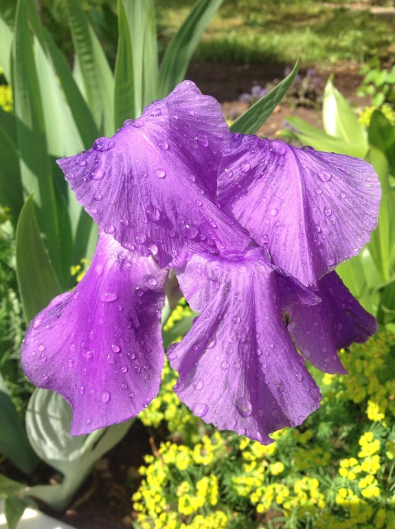 Еще мои цветочки...