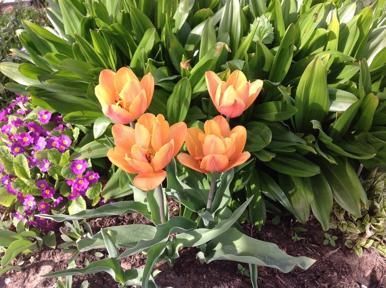 Хвалюсь тем, что выросло...