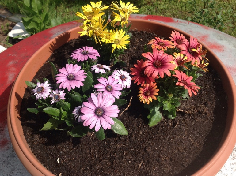 Новые однолетники