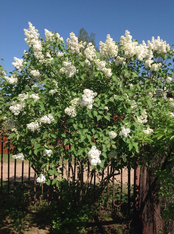 Еще мои цветочки...