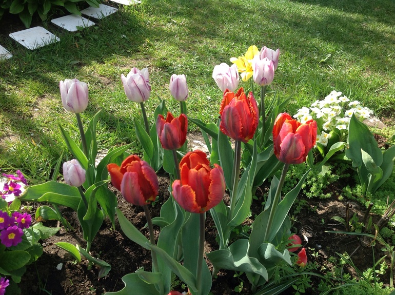 Хвалюсь тем, что выросло...