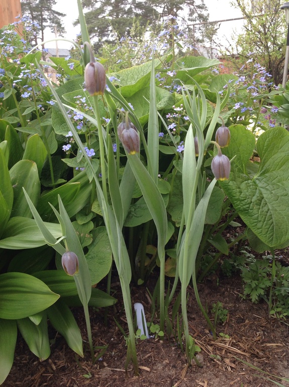 Хвалюсь тем, что выросло...