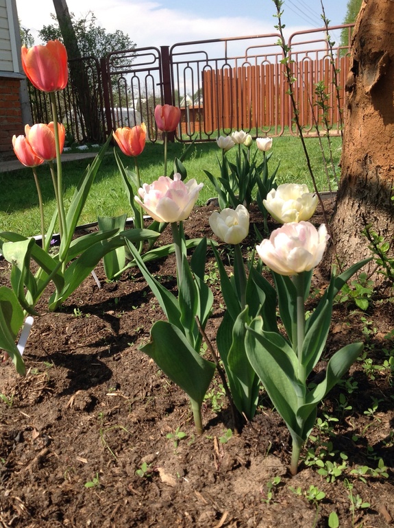 Хвалюсь тем, что выросло...