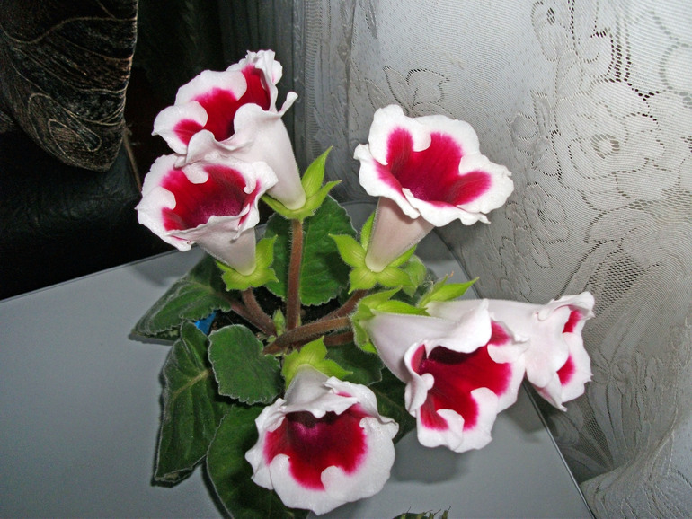 Глоксиния...