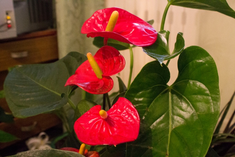 Большоооой цветопост!!!