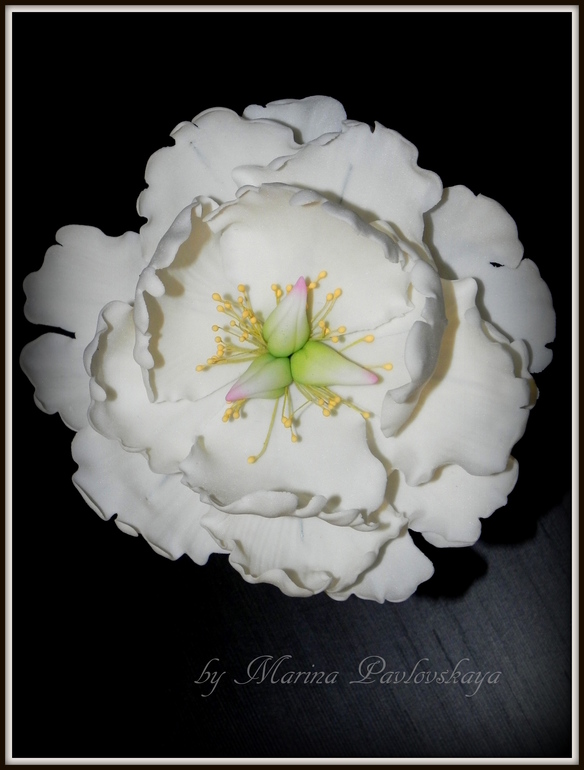 Пион мой первый