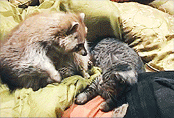 0a1dc10879ae2f8e72794e4171346180.gif