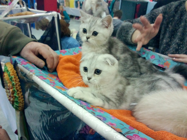 выставка кошек