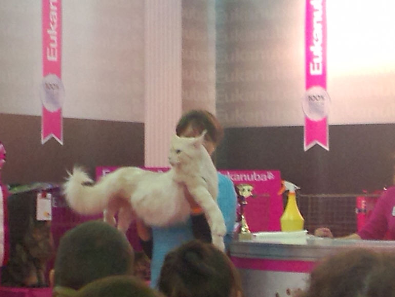 выставка кошек