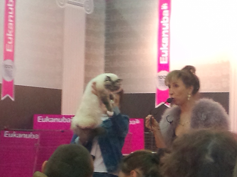 выставка кошек