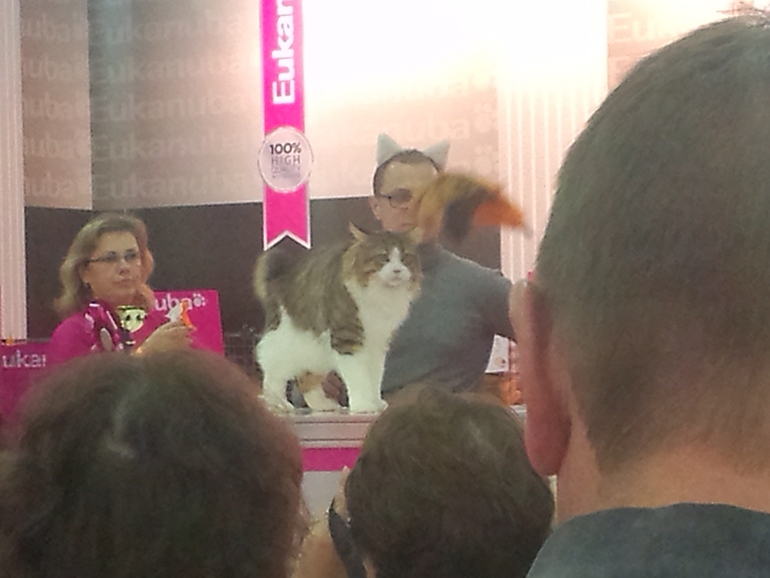 выставка кошек