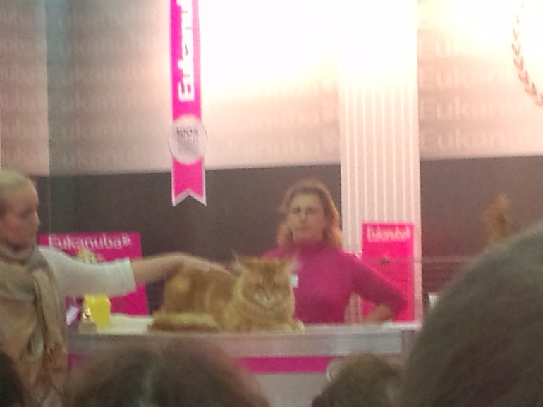выставка кошек