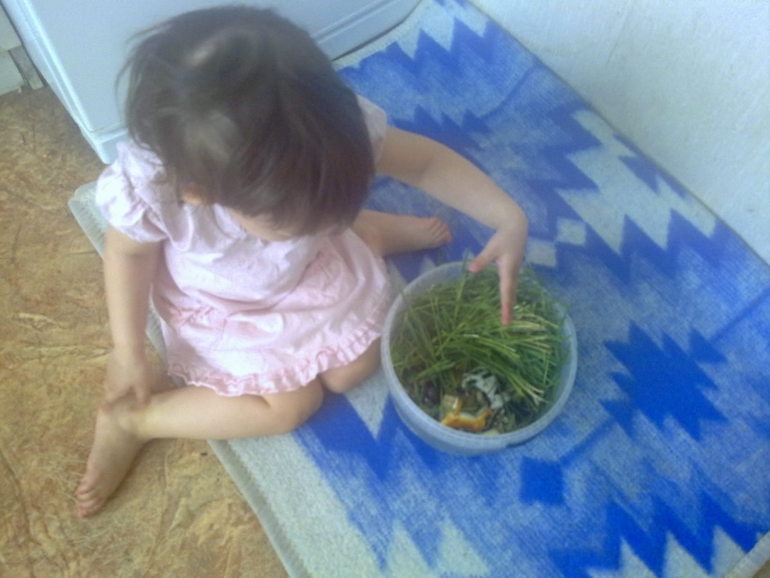 ФМ Домашние животные День 1