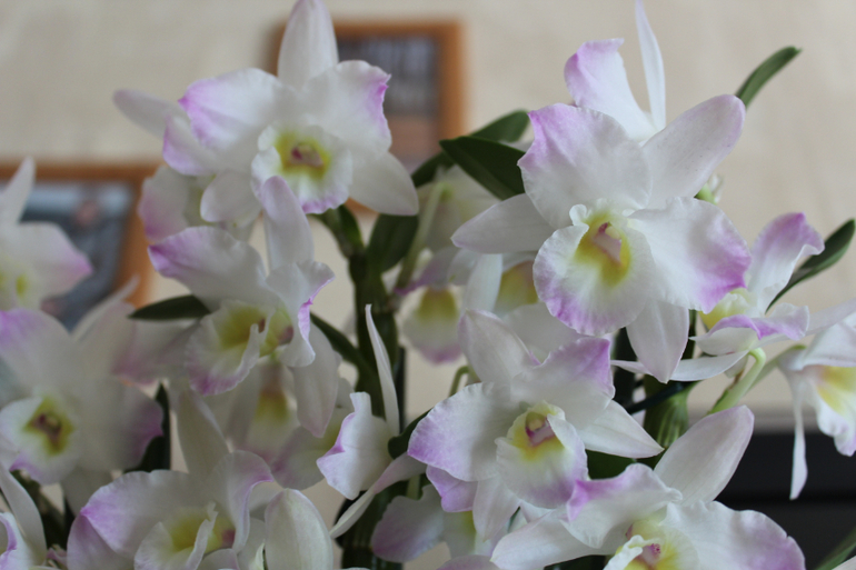 Помогите, Не Цветет