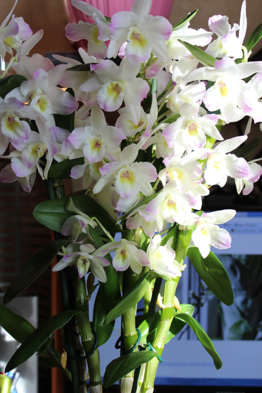 Помогите, Не Цветет