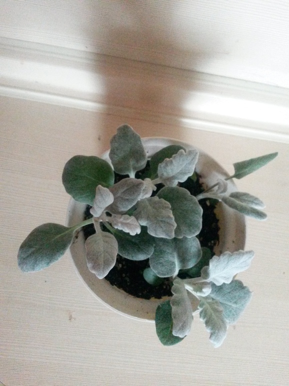 Отчеты по посевам