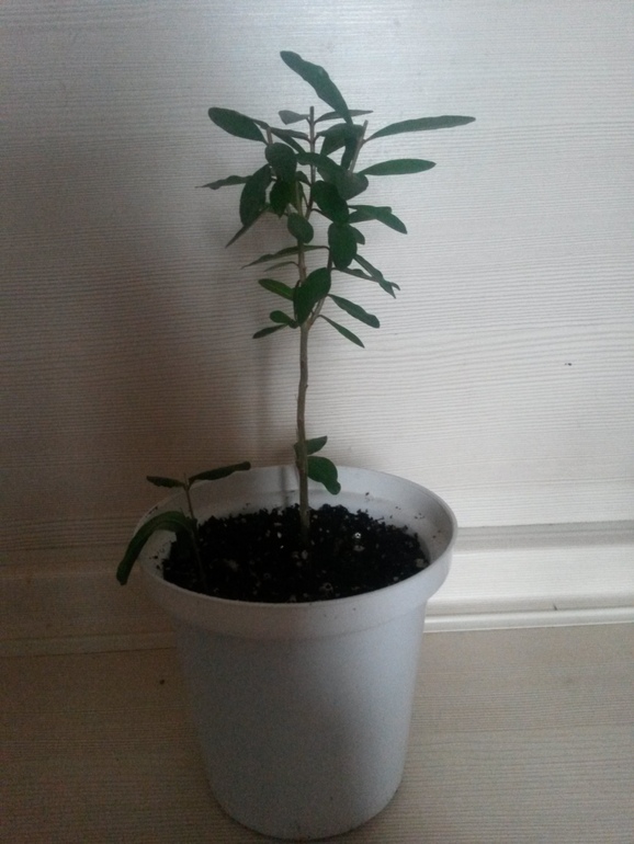 Отчеты по посевам