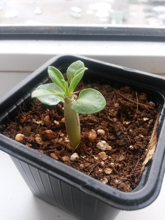 Отчеты по посевам