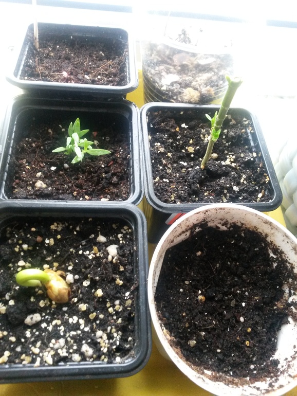 Отчеты по посевам