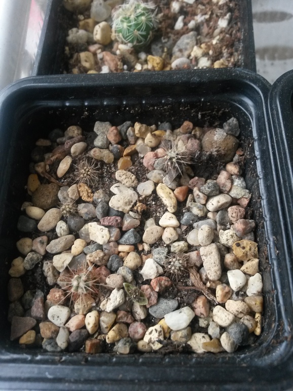 Отчеты по посевам