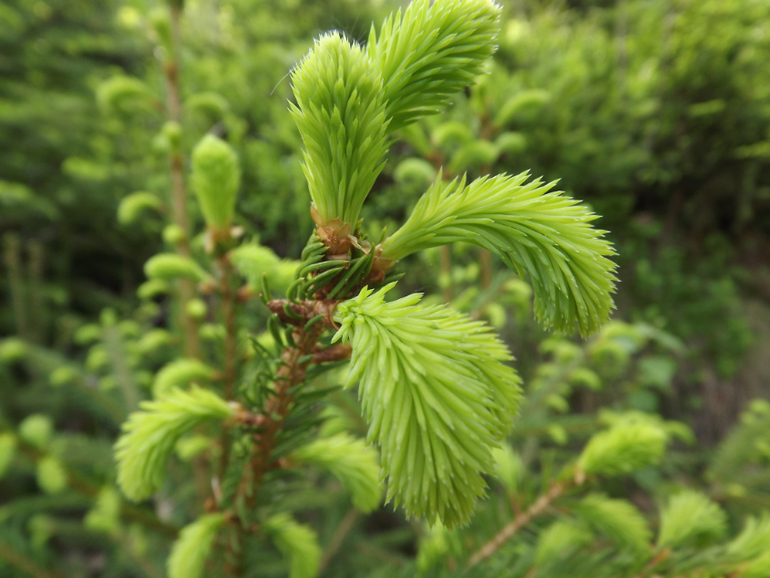 Шпиндлерув Млын