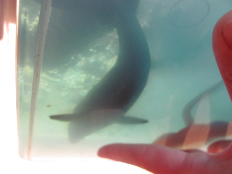 ТН Морские обитатели.