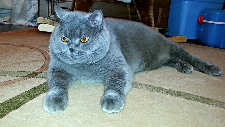 Рон Джеймс Дио)))