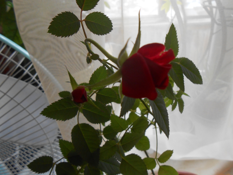 Мои любимые чувствуют весну)))