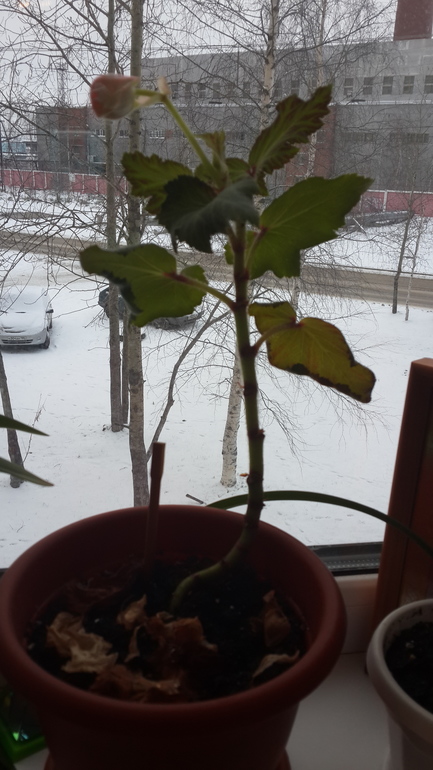 не помню как называется. . помогите. .