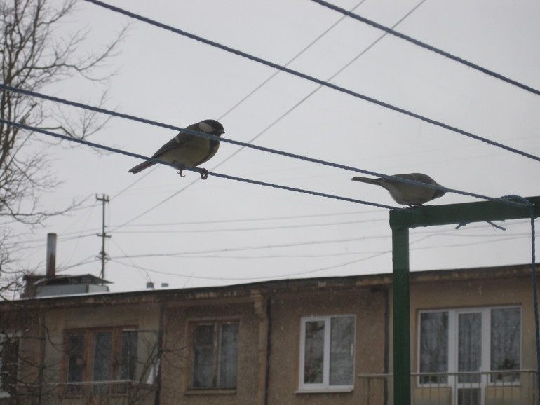 Первый снег