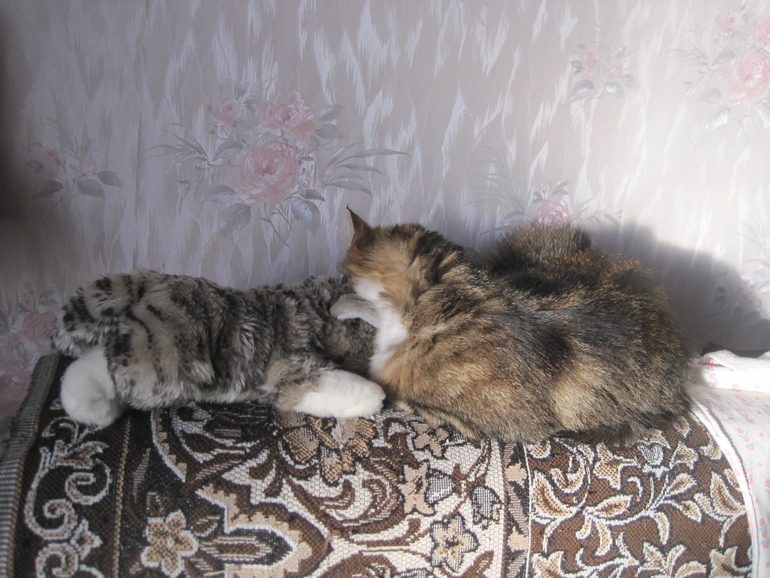 Кнопочка учит котиков жизни
