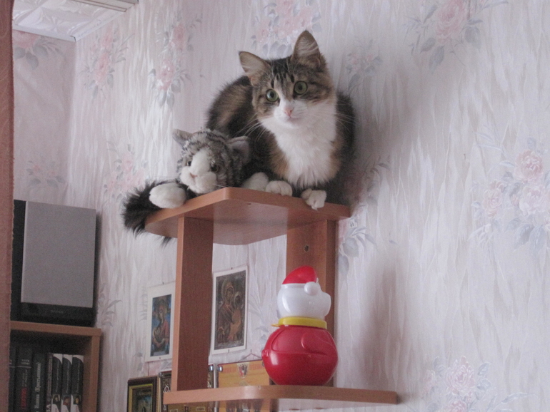 Кнопочка учит котиков жизни