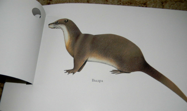 ЖИНЕВОТЫ -мой отзыв о книге...