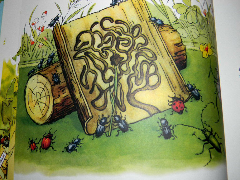 "Репортаж со стадиона Жукамо"