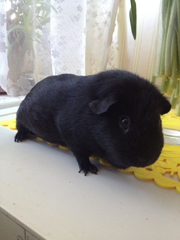 А любите ли вы свинок, как люблю их я? Хрумка.