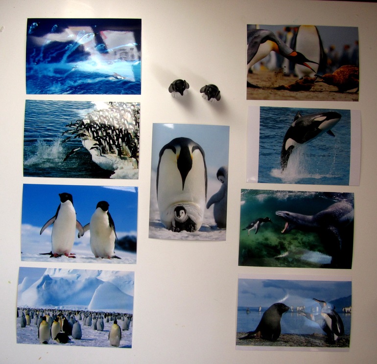 Занятие Пингвины Часть 3 (Где моя мама?)