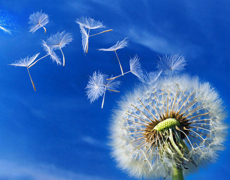 ТЗ Одуванчик-полевой