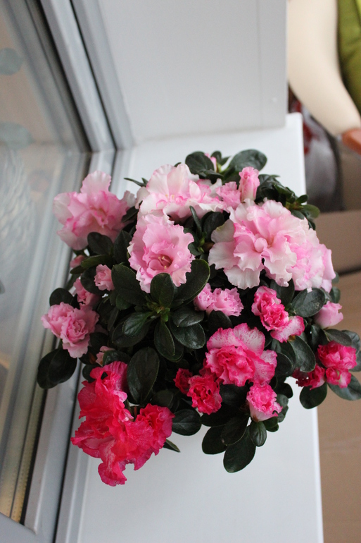 Нежная  Азалия.