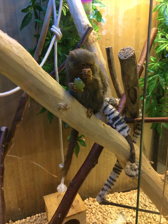 Выставка насекомых