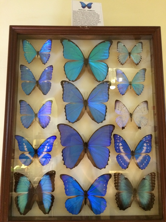 Выставка насекомых