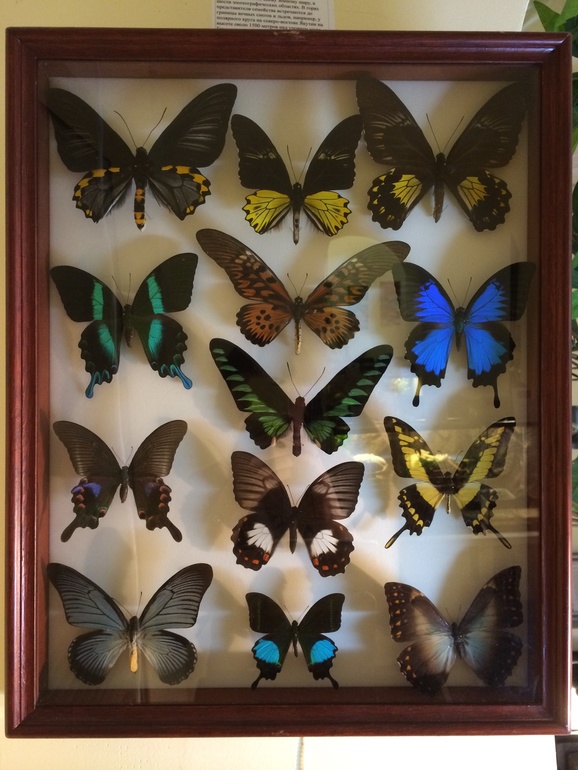 Выставка насекомых