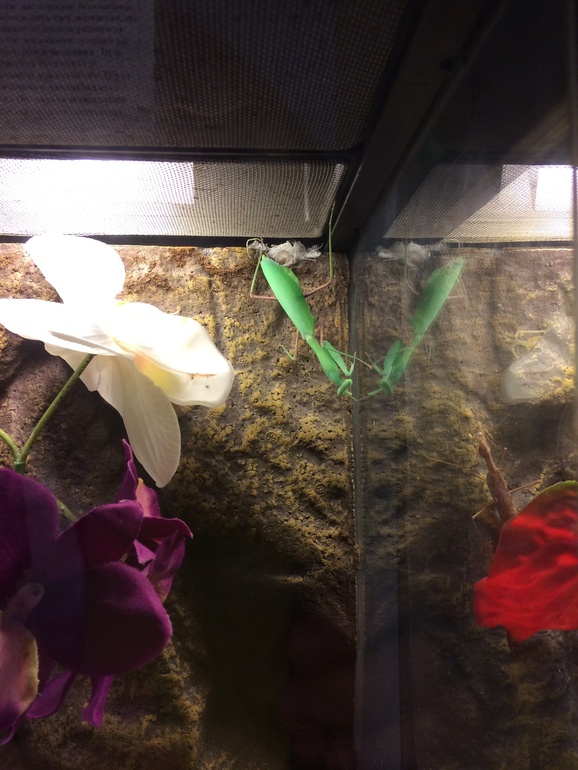 Выставка насекомых