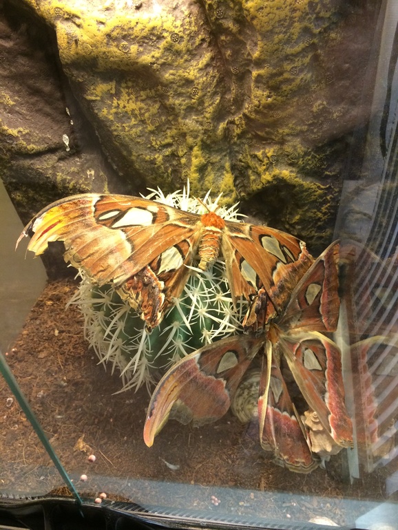 Выставка насекомых