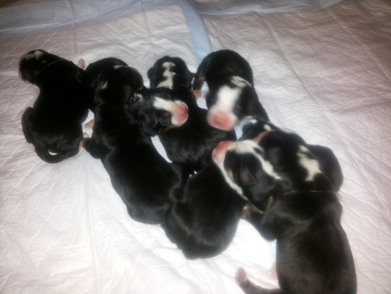 А у нас прибавление!