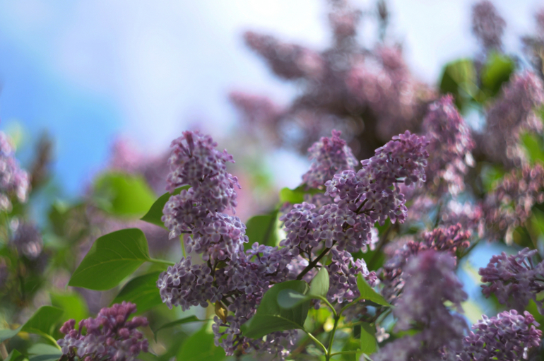 мануальные объективы, первые пробы Helios44-2