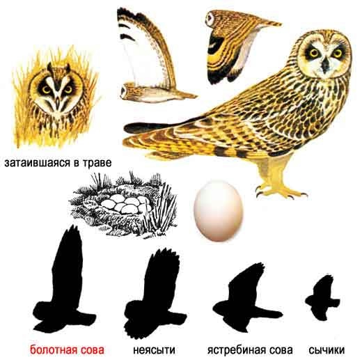 Развитие фонематического слуха