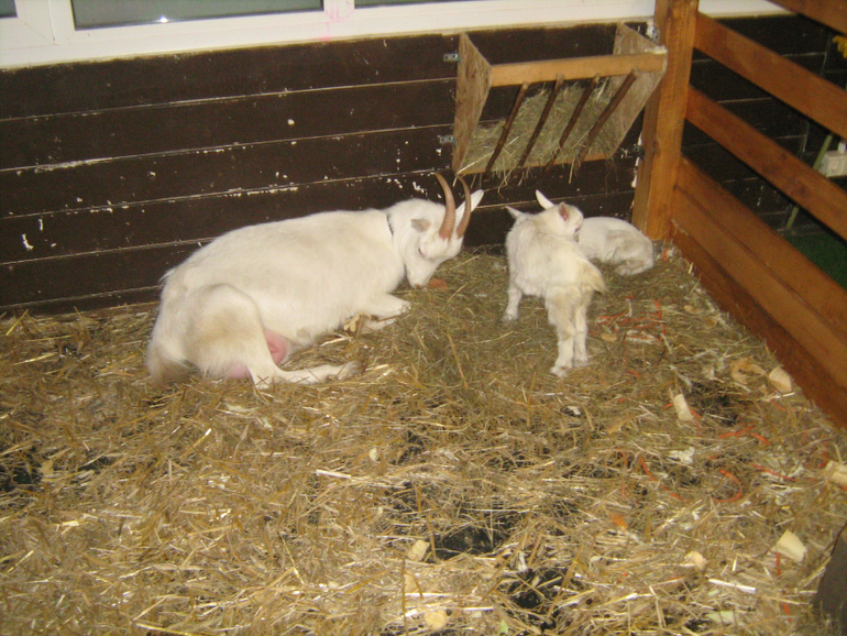 Контактный зоопарк на ВДНХ